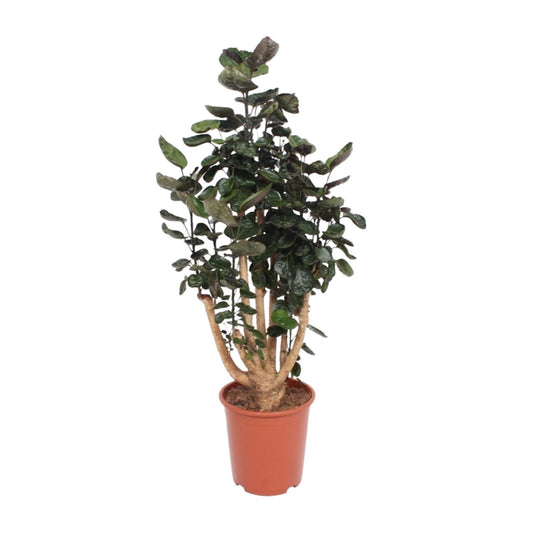 Polyscias Fabian – Pflegeleichte Zimmerpflanze Ø27cm, 130cm hoch