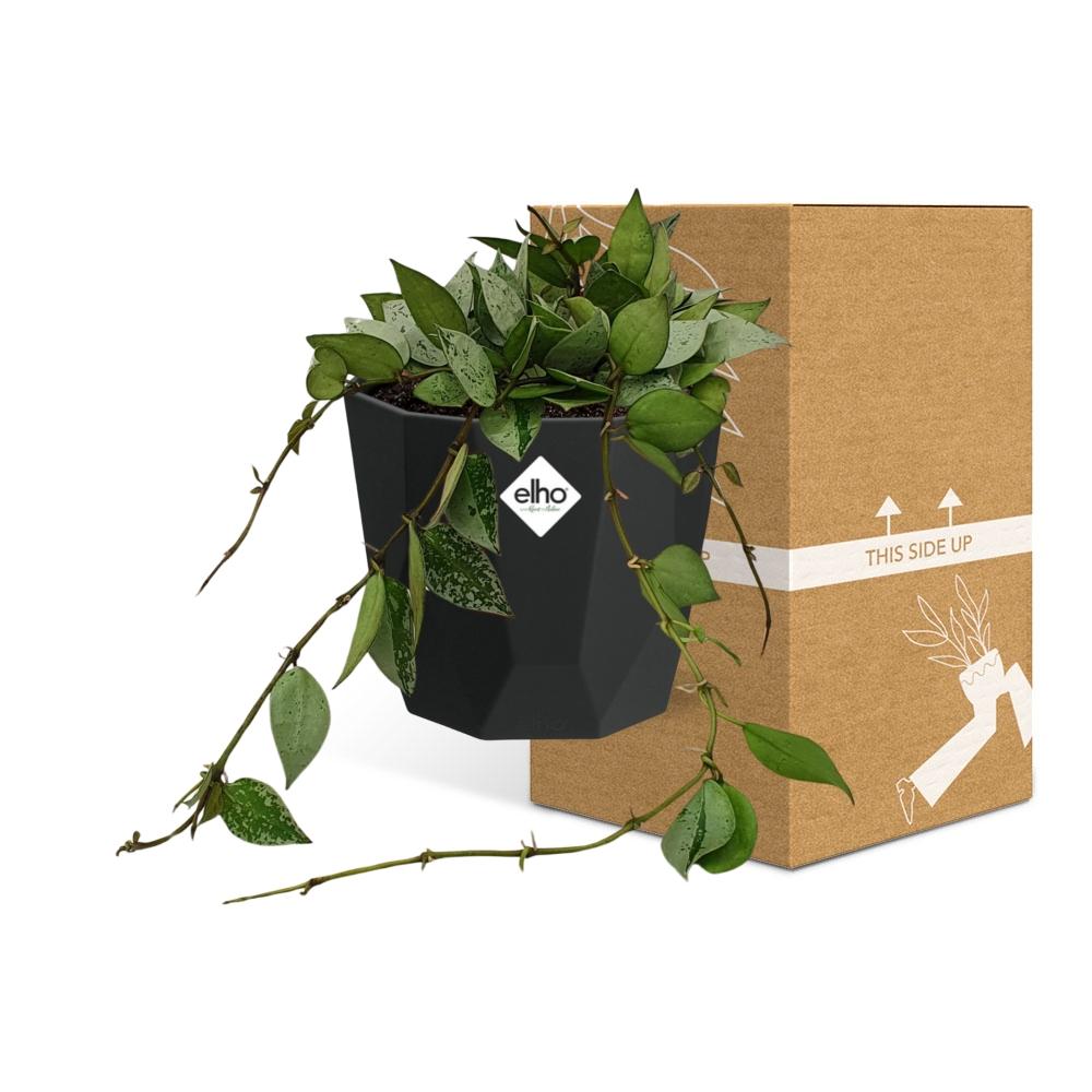 Hoya Krohniana Eskimo – pflegeleichte Wachsblume 14 cm