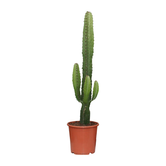 Euphorbia Acrurensis – Pflegeleichte Zimmerpflanze Ø17cm