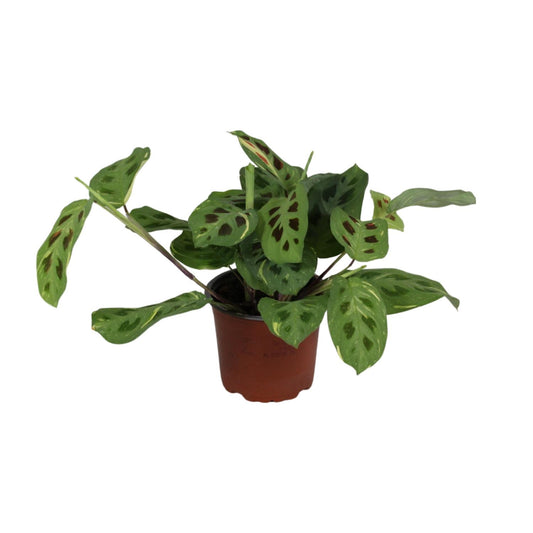 Maranta Fascinator Variegata – Pflegeleichte Gebetspflanze Ø12cm