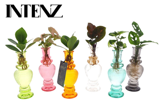 Zimmerpflanzen Mix im Venice Glas – 6 grüne Pflanzen Ø7cm