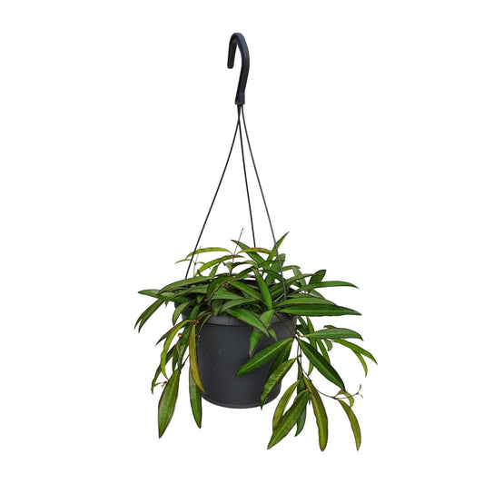 Hoya Bella – Pflegeleichte tropische Zimmerpflanze Ø19cm