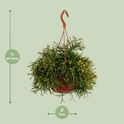 Rhipsalis Clavata – Pflegeleichte und luftreinigende Zimmerpflanze
