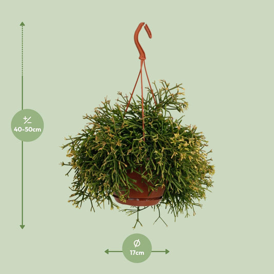 Rhipsalis Clavata – Pflegeleichte und luftreinigende Zimmerpflanze
