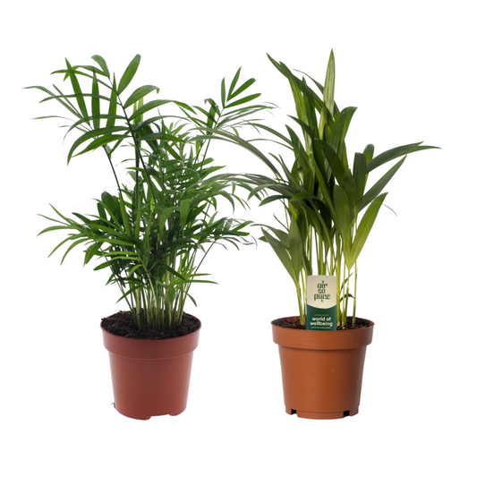Dypsis lutescens & Chamadorea Duo – Luftreinigende Zimmerpflanzen