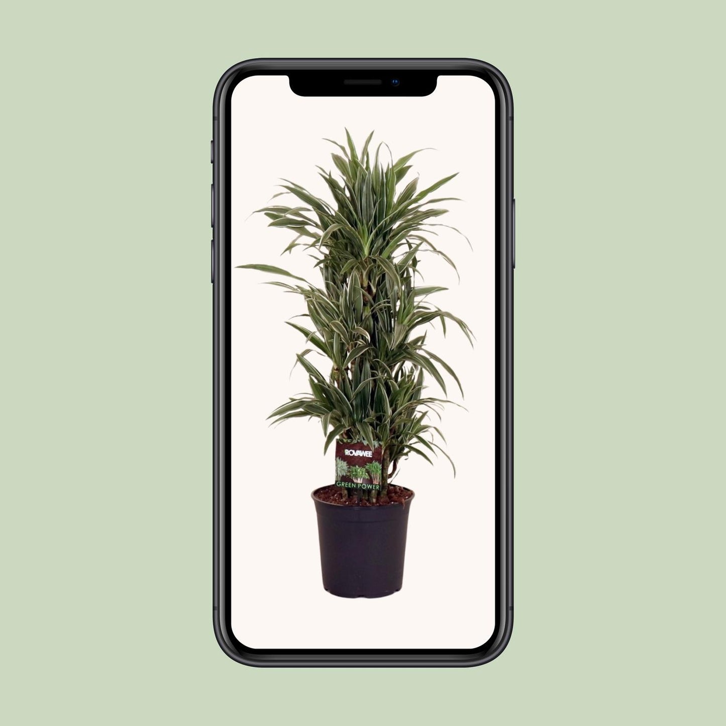 Dracaena Warneckei Ø27cm – Pflegeleichter Drachenbaum bis 110cm