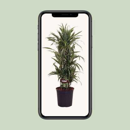 Dracaena Warneckei Ø27cm – Pflegeleichter Drachenbaum bis 110cm