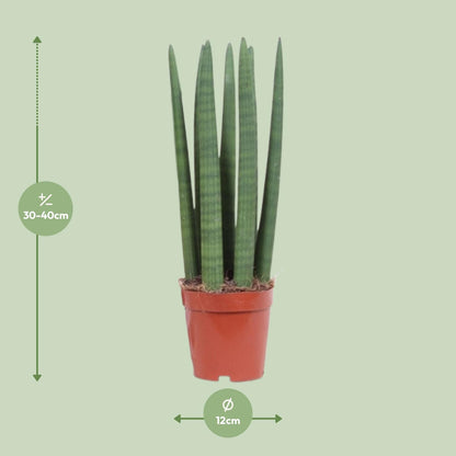Sansevieria Straight – Pflegeleichte Schwiegermutterzunge Ø12cm