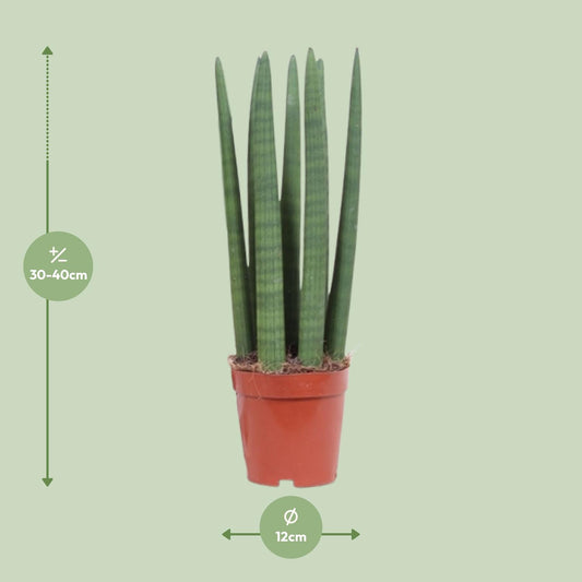 Sansevieria Straight – Pflegeleichte Schwiegermutterzunge Ø12cm