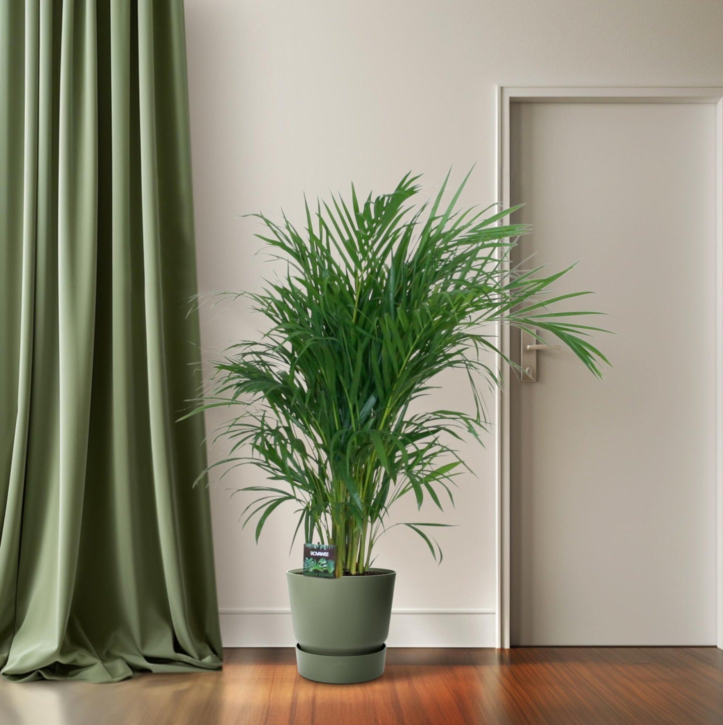 Dypsis Lutescens Bambuspalme Ø19cm – ca. 100cm hoch