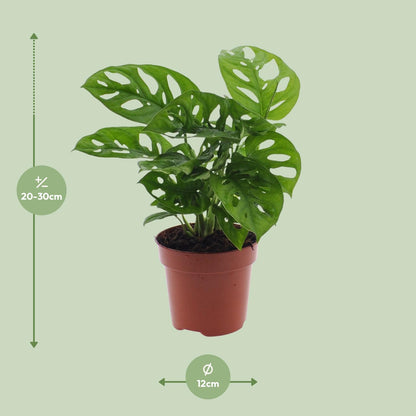 Monstera Monkey Leaf – Pflegeleichte Zimmerpflanze Ø12cm