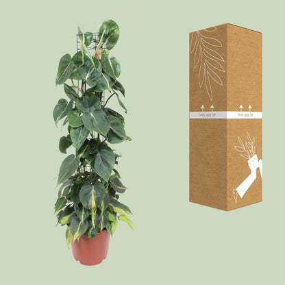 Herzblatt-Philodendron 'Brasil' – Tropische Hängepflanze Ø24cm
