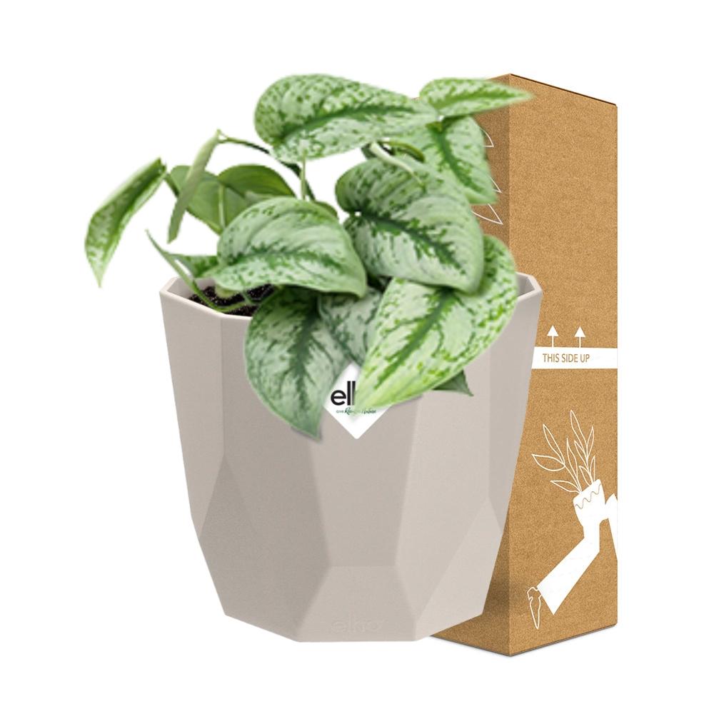 Scindapsus Pictus ‘Trebie’ in ELHO b.for rock 14 cm warm grey