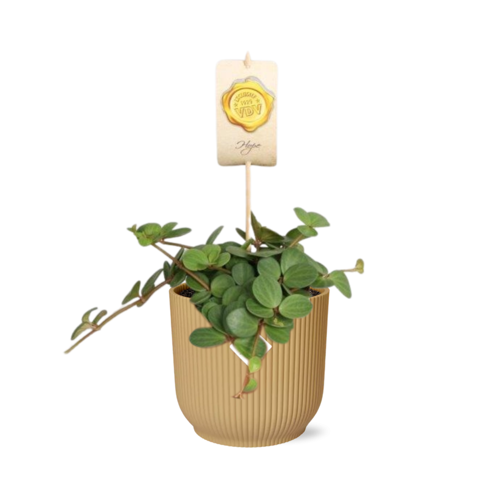 Peperomia ‘Hope’ – Pflegeleichte Zimmerpflanze im ELHO Vibes Fold Topf 14cm
