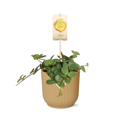 Peperomia ‘Hope’ – Pflegeleichte Zimmerpflanze im ELHO Vibes Fold Topf 14cm