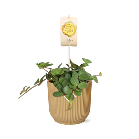 Peperomia ‘Hope’ – Pflegeleichte Zimmerpflanze im ELHO Vibes Fold Topf 14cm