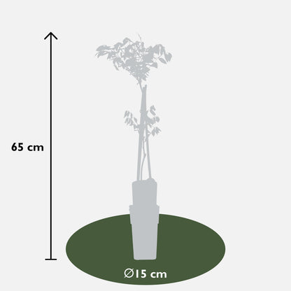Wisteria floribunda 'Black Dragon' – Kletterpflanze Ø15cm, 65cm hoch