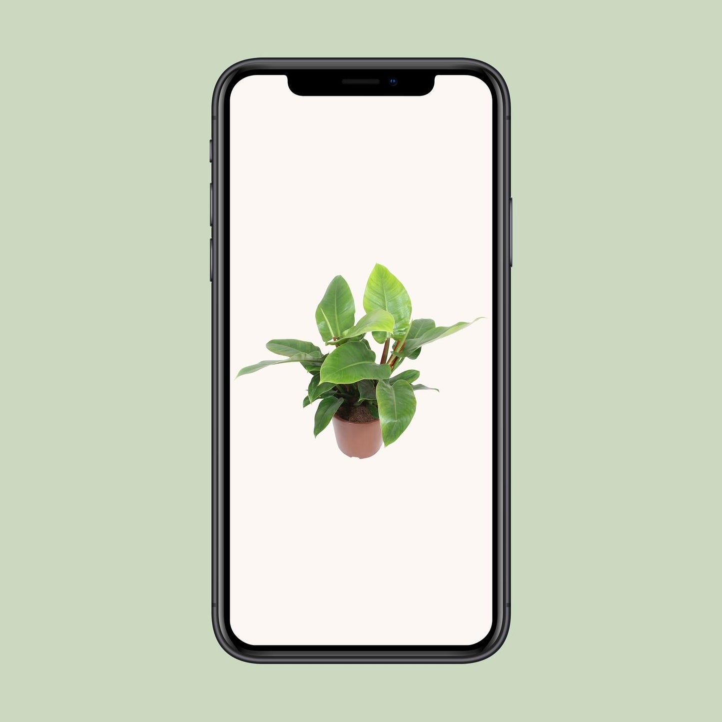 Philodendron Imperial Green – Pflegeleichte Zimmerpflanze Ø27cm