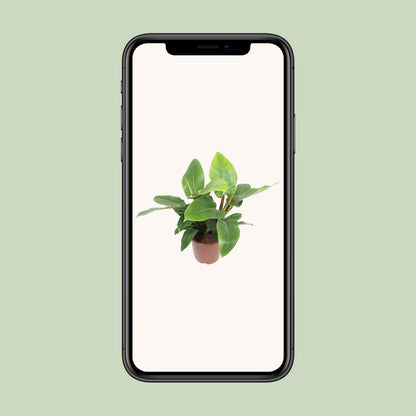 Philodendron Imperial Green – Pflegeleichte Zimmerpflanze Ø27cm