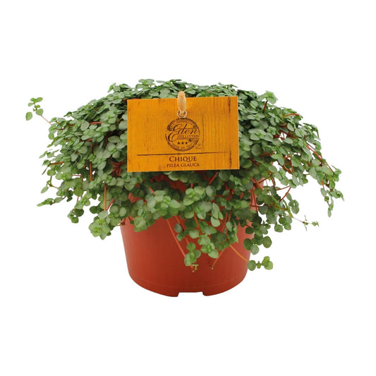 Pilea Glauca – kompakte, pflegeleichte Zimmerpflanze Ø12cm