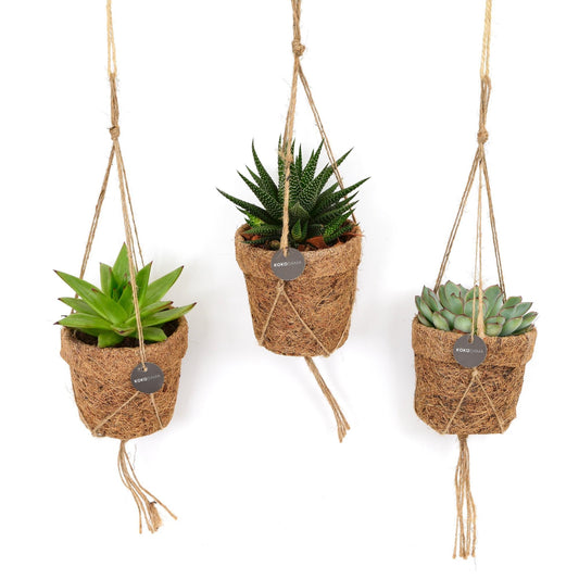 Kokopot String Sukkulenten Mix – 3er-Set Ø10cm