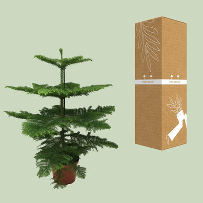 Araucaria Heterophylla – Majestätische, pflegeleichte Zimmerpflanze Ø21cm
