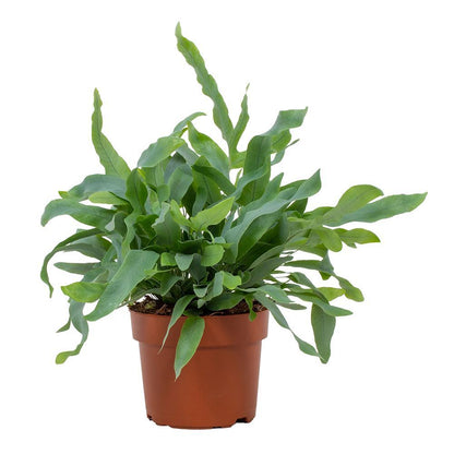 Phlebodium Blue Star – Trendige, pflegeleichte Zimmerpflanze