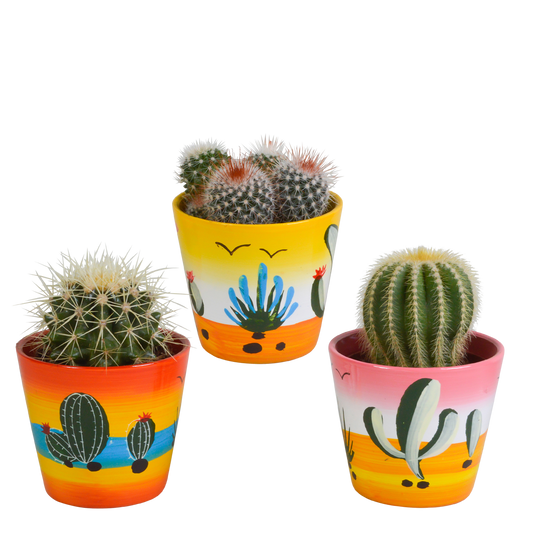 Bolcactus Kakteen-Mischung im handbemalten Mexiko-Topf 8,5 cm