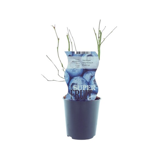 Blaubeere 'Bluecrop' – Pflegeleichter Beerenstrauch Ø12cm