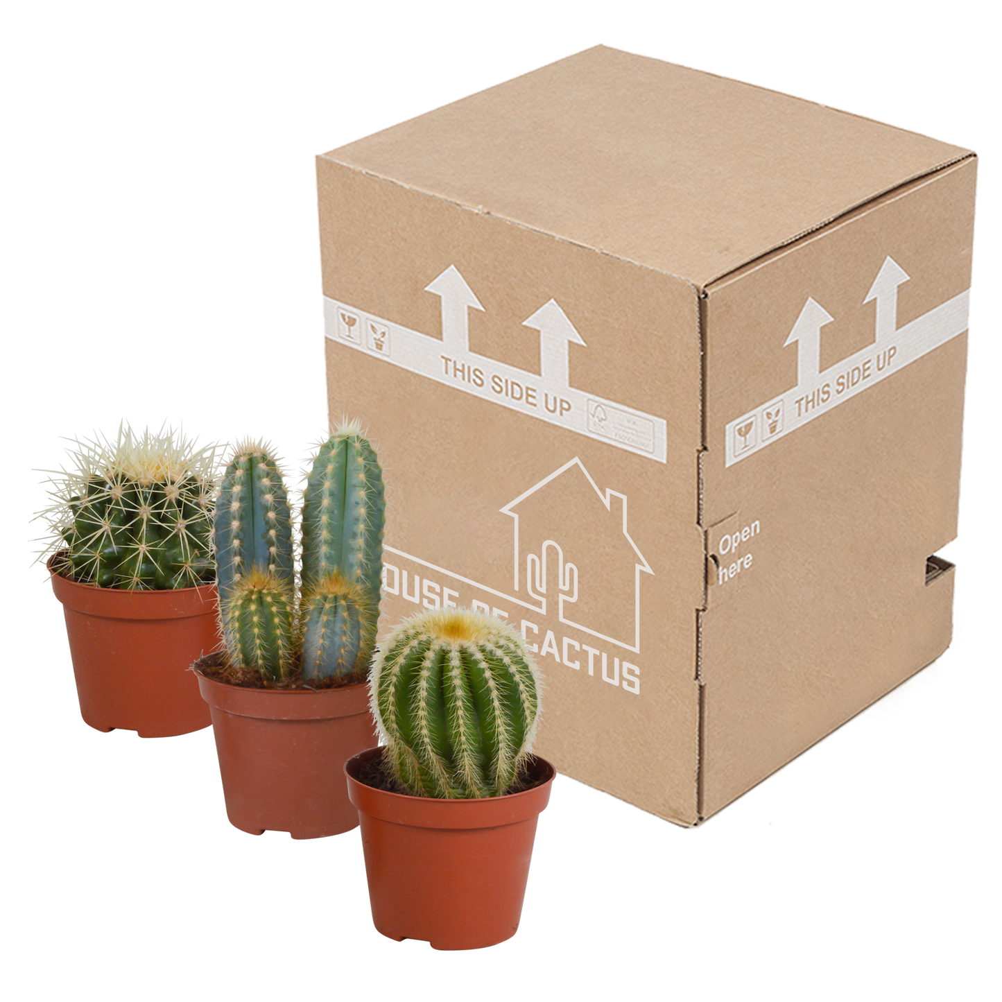 Kakteenmischung 3er-Set 8,5 cm – pflegeleicht & dekorativ