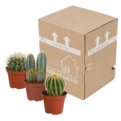 Kakteenmischung 3er-Set 8,5 cm – pflegeleicht & dekorativ