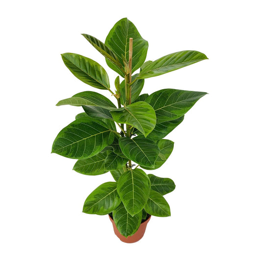 Ficus Benghalensis Roy Ø21cm – Pflegeleichte Zimmerpflanze