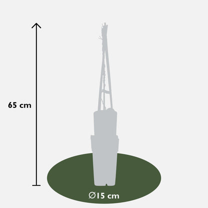 Pfeifenwinde – robuste Kletterpflanze Ø15cm, 65cm hoch