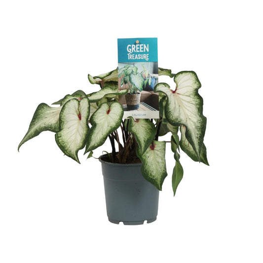 Caladium White Wonder – Engelsflügel Zimmerpflanze Ø12cm