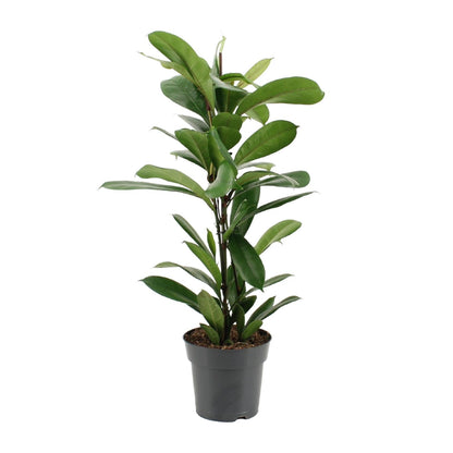 Ficus Cyathistipula - Ø17cm - ↕70cm