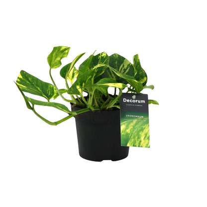 Efeutute 'N'joy Gold' Ø12cm – Pflegeleichte Zimmerpflanze