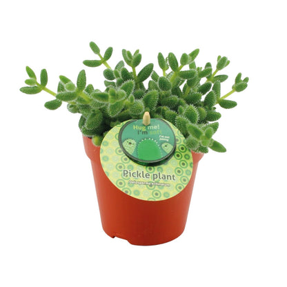 Delosperma Echinatum – Pflegeleichte Gurkenpflanze Ø12 cm