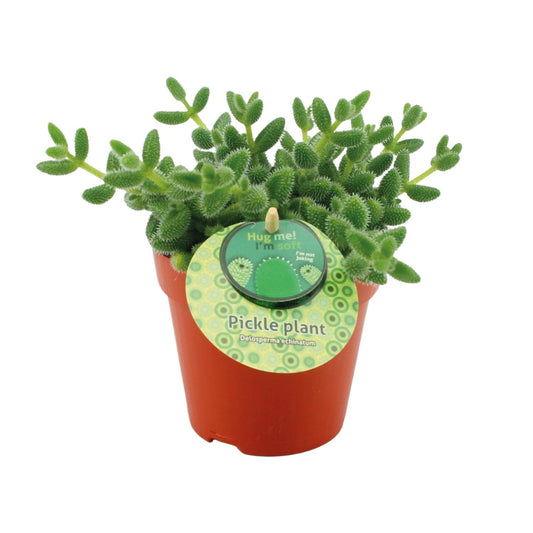 Delosperma Echinatum – Pflegeleichte Gurkenpflanze Ø12 cm