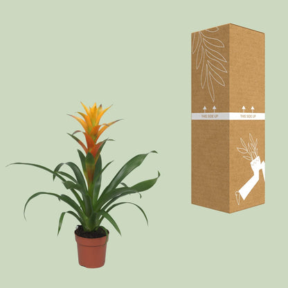 Guzmania Solara – Pflegeleichte tropische Zimmerpflanze Ø12cm