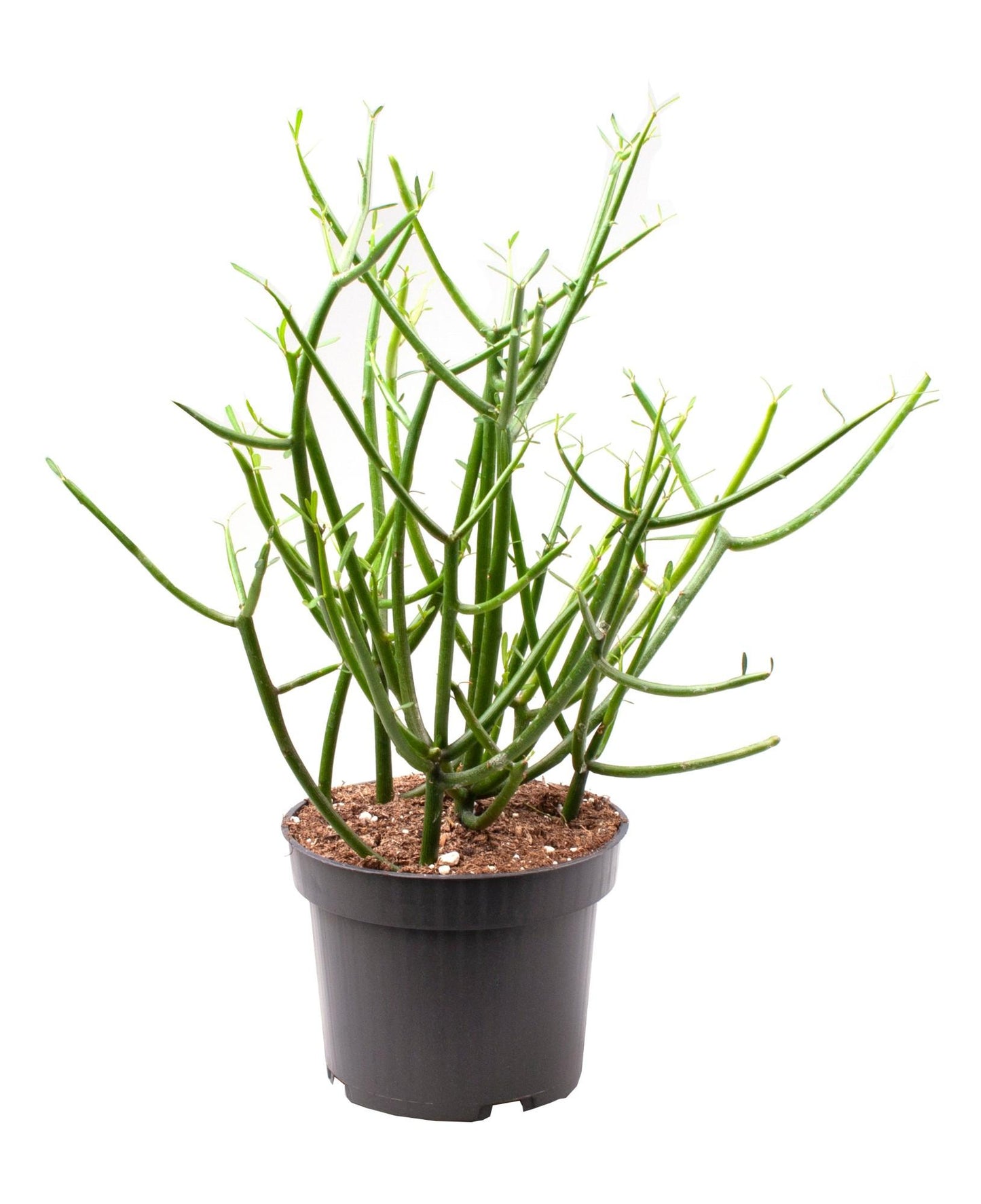 Euphorbia Tirucalli - Ø12cm - ↕30cm