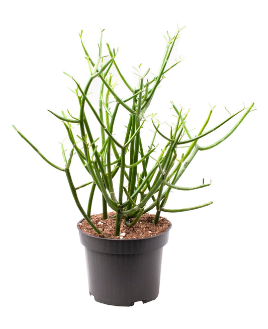 Euphorbia Tirucalli - Ø12cm - ↕30cm