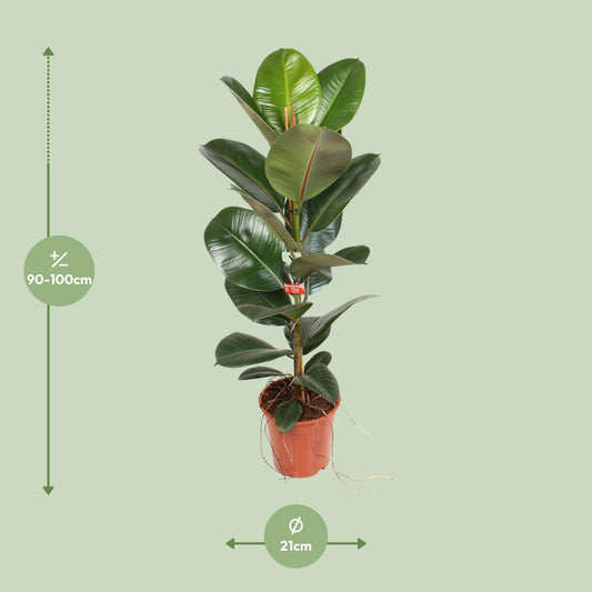 Ficus Elastica Robusta – Pflegeleichte Zimmerpflanze Ø21 cm