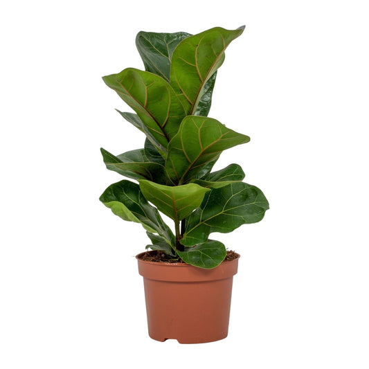 Geigenfeige – pflegeleichte Zimmerpflanze Ø12cm, ca. 30cm