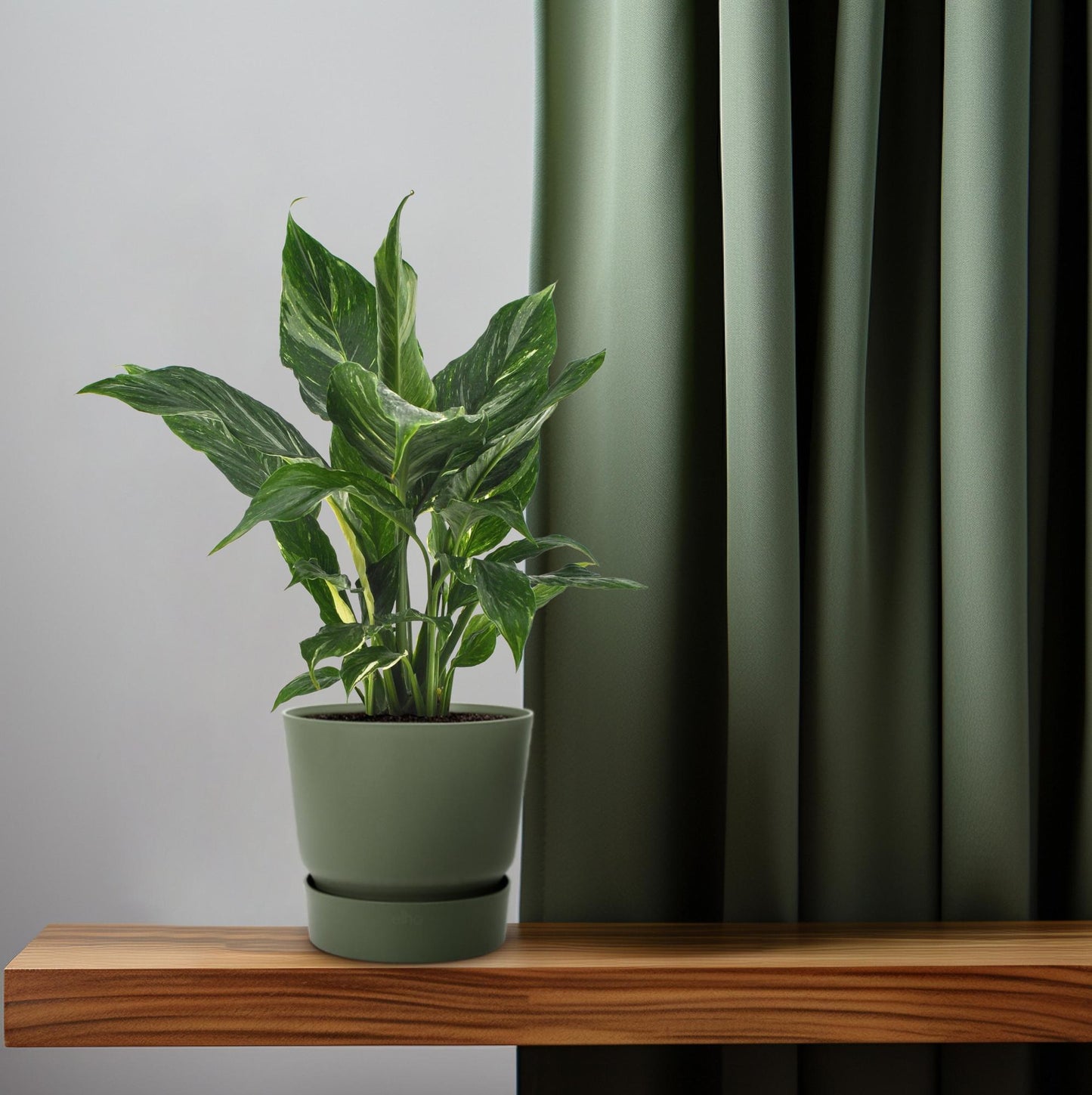 Friedenslilie Spathiphyllum Ø12cm, 40cm hoch – pflegeleicht & luftreinigend