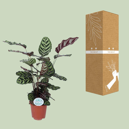 Calathea Makoyana – pflegeleichte Zimmerpflanze Ø21cm