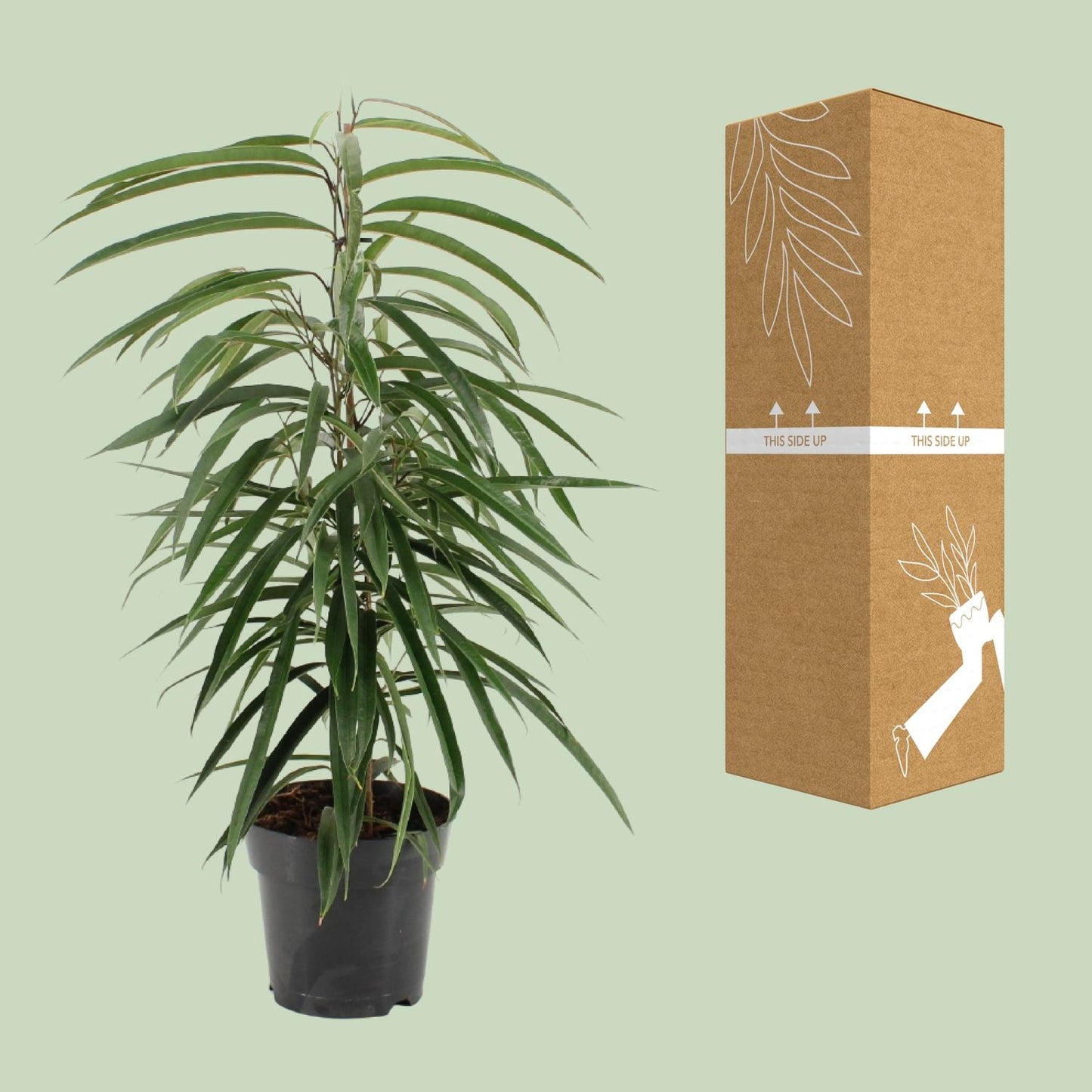 Ficus binnendijkii Alii – Elegante, pflegeleichte Zimmerpflanze Ø17cm