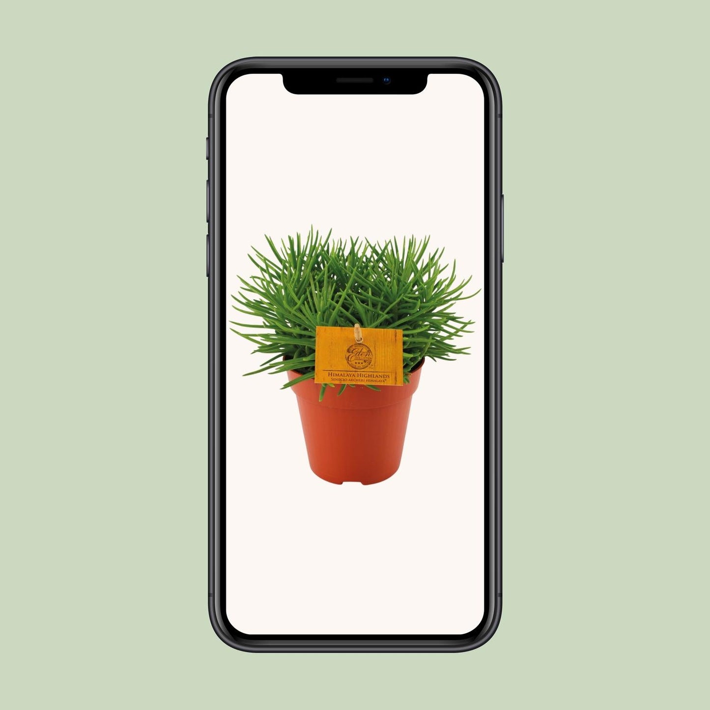 Senecio Himalaya – Pflegeleichte Zimmerpflanze Ø12cm