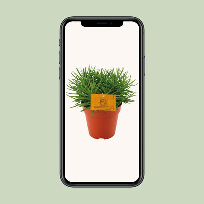 Senecio Himalaya – Pflegeleichte Zimmerpflanze Ø12cm