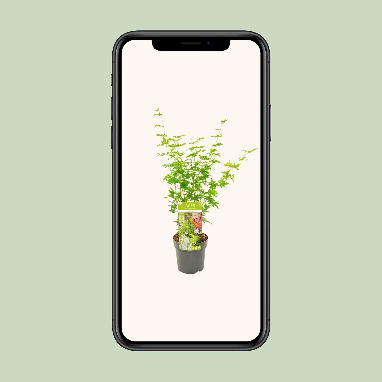 Fächerahorn 'Going Green' – kompakte Zimmer- & Gartenpflanze