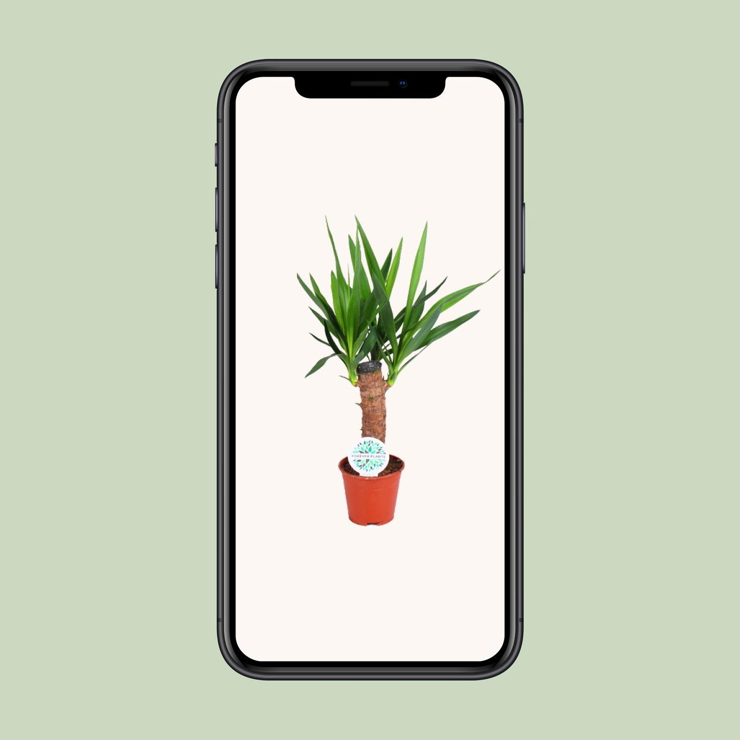 Yucca Elephantipes – Pflegeleichte Zimmerpflanze Ø14cm, 60cm hoch